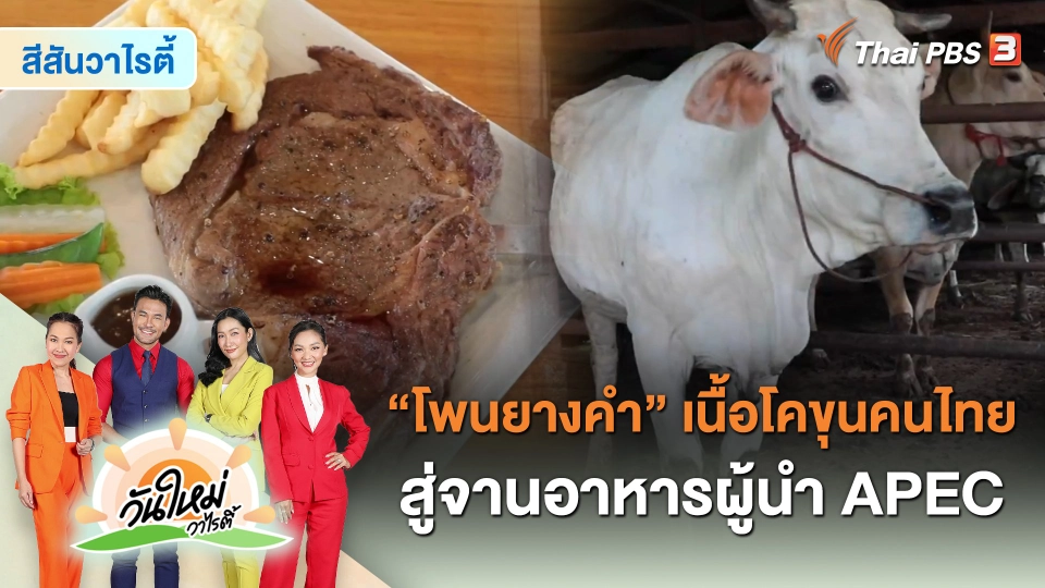 สีสันวาไรตี้ : โพนยางคำ เนื้อโคขุนคนไทยสู่จานอาหารผู้นำ APEC