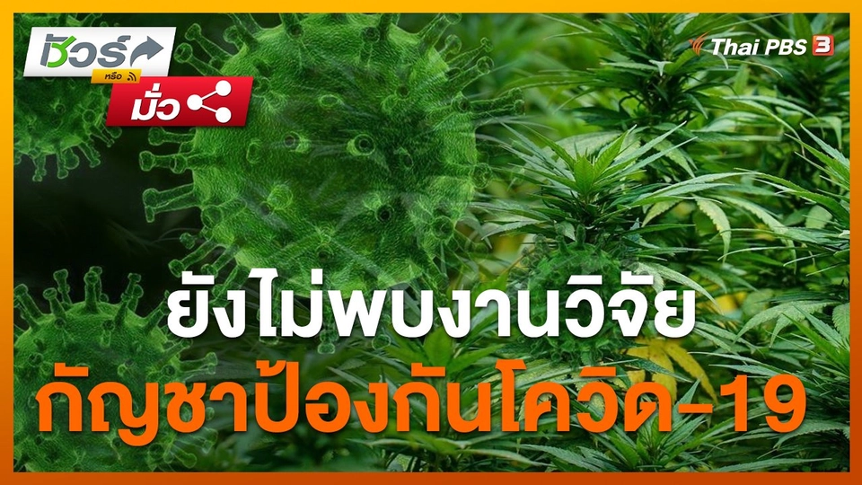 ​ชัวร์หรือมั่ว : สธ.ชี้ ยังไม่มีวิจัยยืนยันว่ากัญชาทำให้โควิด-19 ฝังตัวไม่ได้