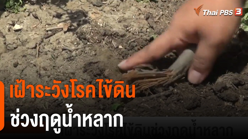 เฝ้าระวังโรคไข้ดินช่วงฤดูน้ำหลาก