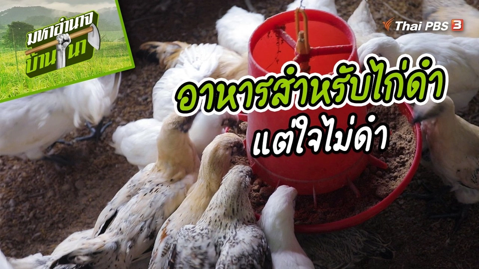 สูตรลับฉบับบ้านนา : อาหารสำหรับไก่ดำแต่ใจไม่ดำ