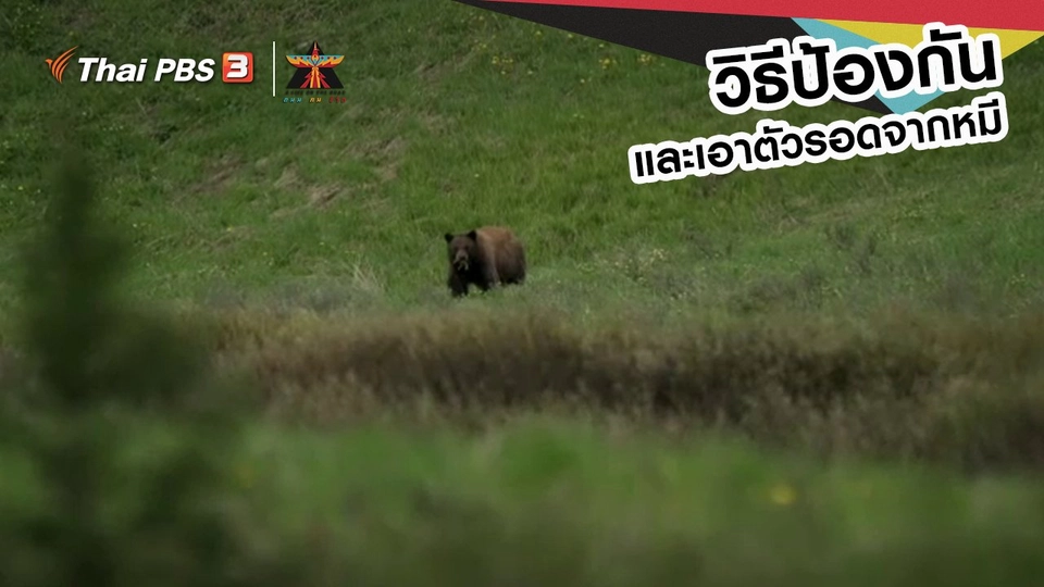 ​เรื่องเล่าการเดินทาง : วิธีป้องกันและเอาตัวรอดจากหมี