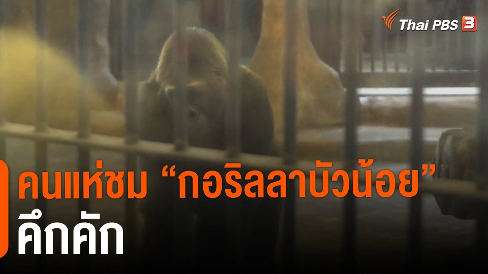 ​คนแห่ชม "กอริลลาบัวน้อย" คึกคัก