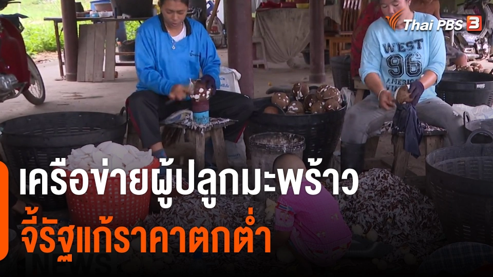​จับสัญญาณเศรษฐกิจ : เครือข่ายผู้ปลูกมะพร้าว จี้รัฐแก้ราคาตกต่ำ