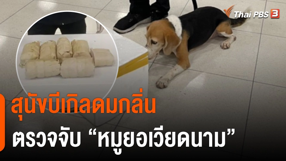 "สุนัขบีเกิล" ดมกลิ่นตรวจจับ "หมูยอเวียดนาม"