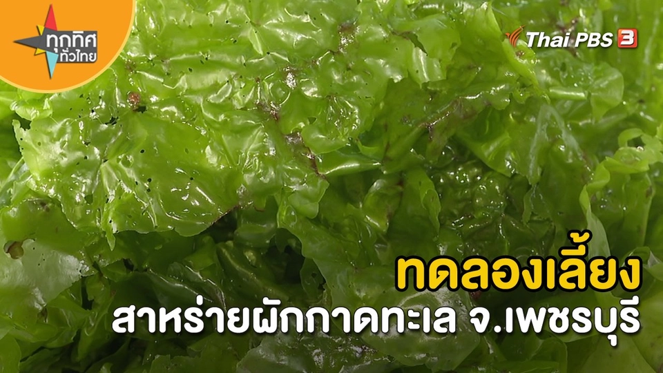 ​อาชีพทั่วไทย : ทดลองเลี้ยงสาหร่ายผักกาดทะเล จ.เพชรบุรี