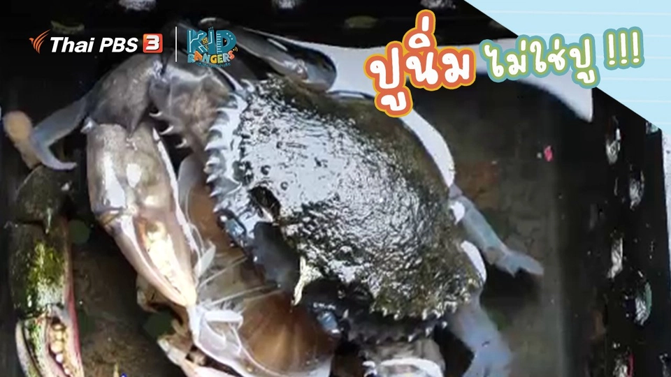 ​คิดส์เรียนรู้ : ปูนิ่ม ไม่ใช่ปู !!!