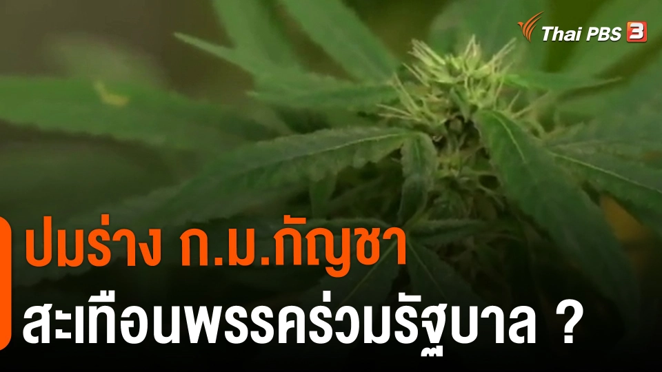 ​ปมร่าง ก.ม.กัญชา สะเทือนพรรคร่วมรัฐบาล ?