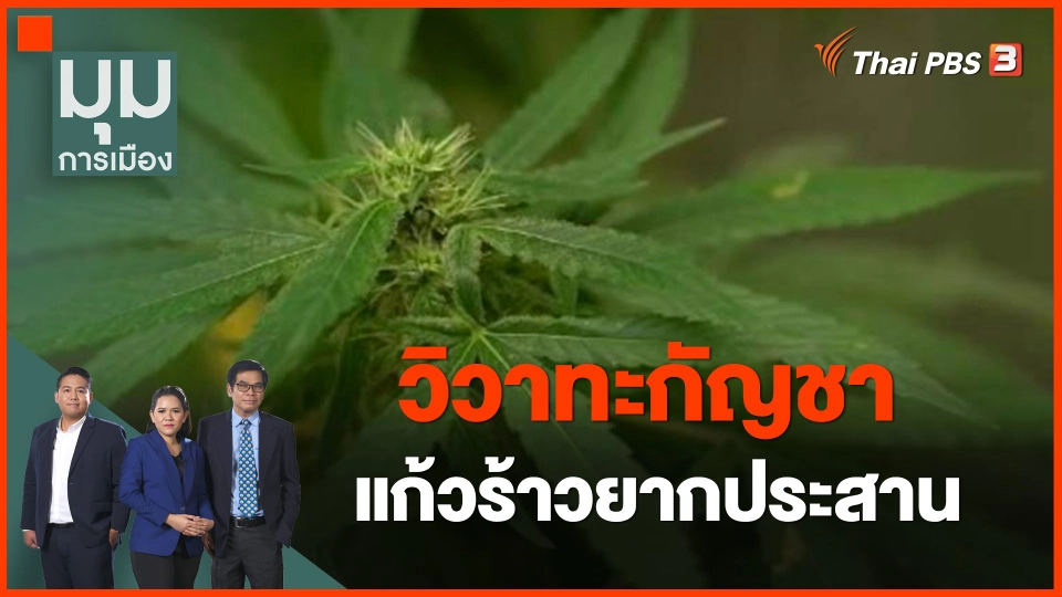 ​วิวาทะกัญชา แก้วร้าวยากประสาน