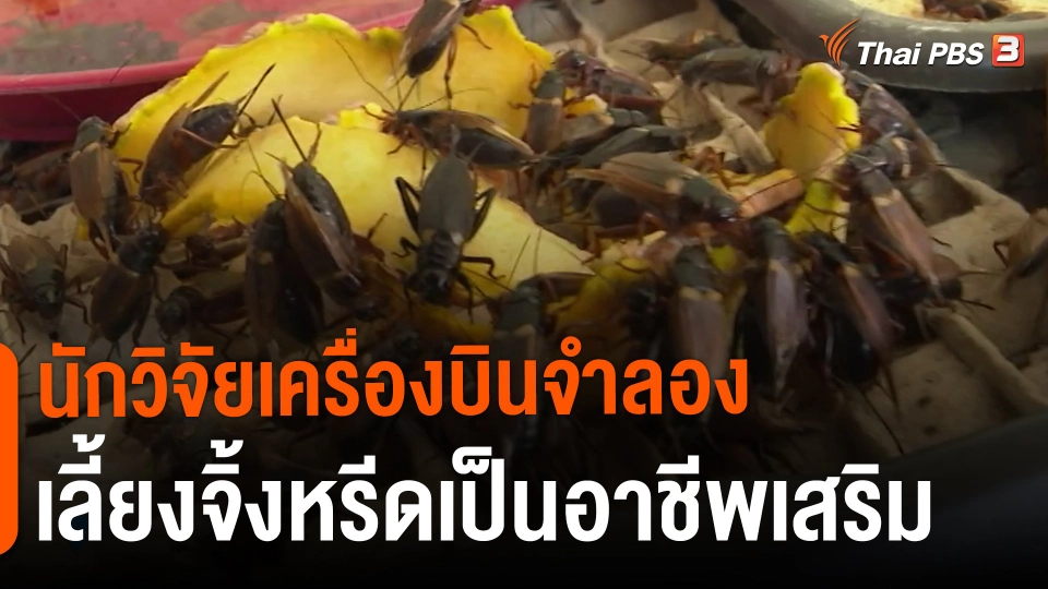 ​นักวิจัยเครื่องบินจำลองเลี้ยงจิ้งหรีดเป็นอาชีพเสริม