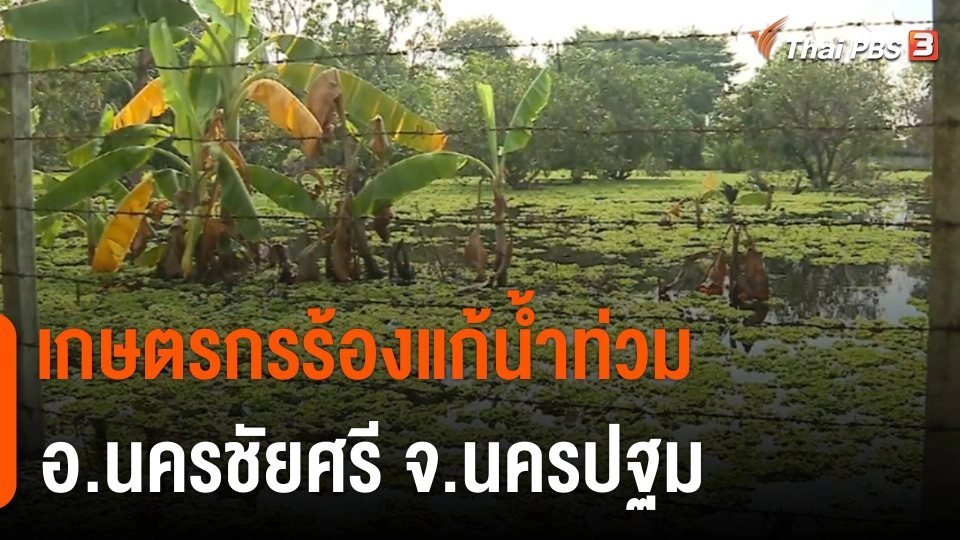​สถานีร้องเรียน : เกษตรกรร้องแก้น้ำท่วม อ.นครชัยศรี จ.นครปฐม