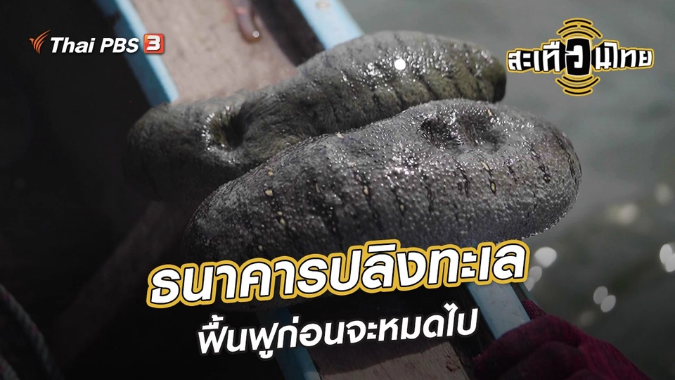 นักสร้างความเปลี่ยนแปลง : ธนาคารปลิงทะเล ฟื้นฟูก่อนจะหมดไป