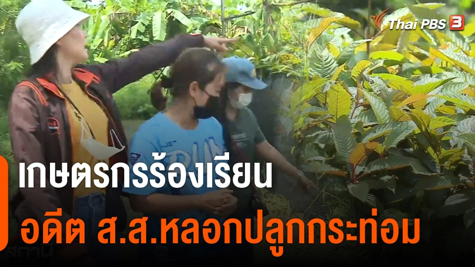 สถานีร้องเรียน : เกษตรกรร้อง ! อดีต ส.ส.หลอกปลูกต้นกระท่อม เสียหายกว่า 200 ล้านบาท จ.ชุมพร