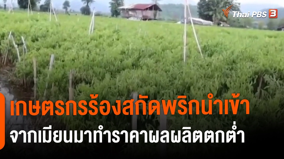 ​กินอยู่รู้รอบ : กรมวิชาการเกษตรเตือน นทท.ห้ามซื้อผลไม้นำเข้าเอง