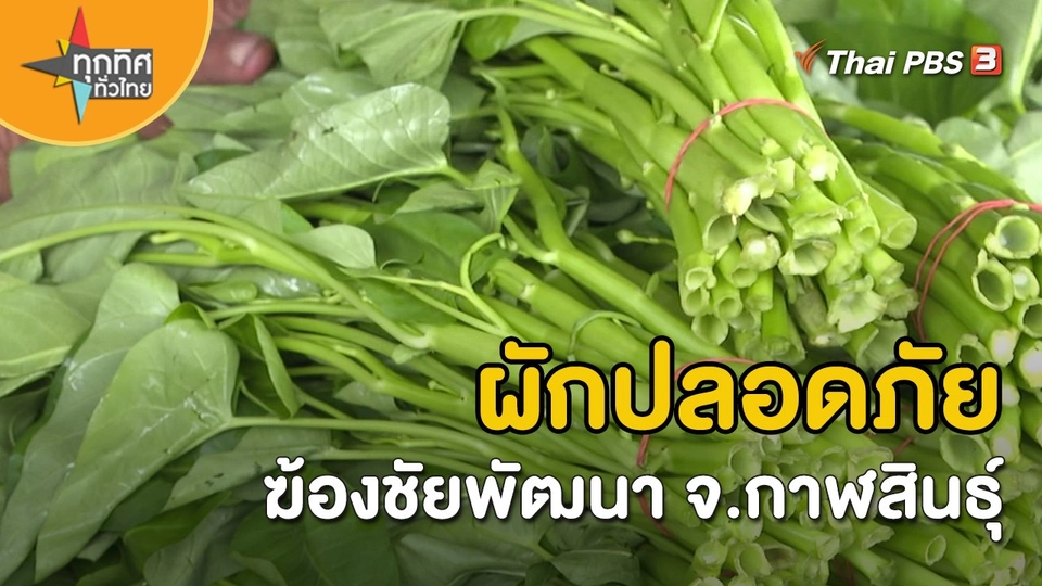 ​ผักปลอดภัยฆ้องชัยพัฒนา จ.กาฬสินธุ์