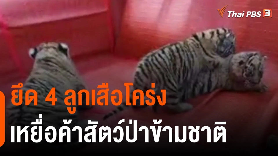 ​ยึด 4 ลูกเสือโคร่ง เหยื่อค้าสัตว์ป่าข้ามชาติ