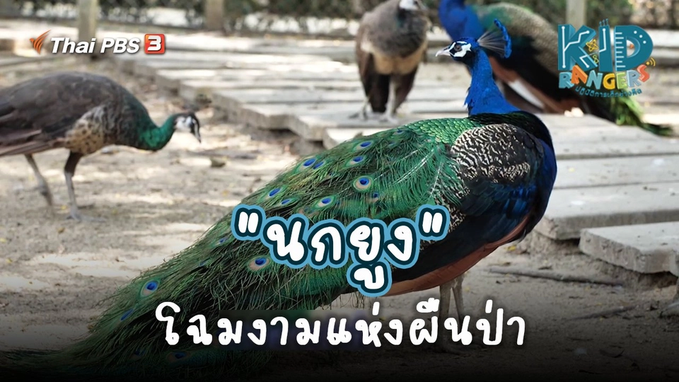​คิดส์เรียนรู้ : "นกยูง" โฉมงามแห่งผืนป่า