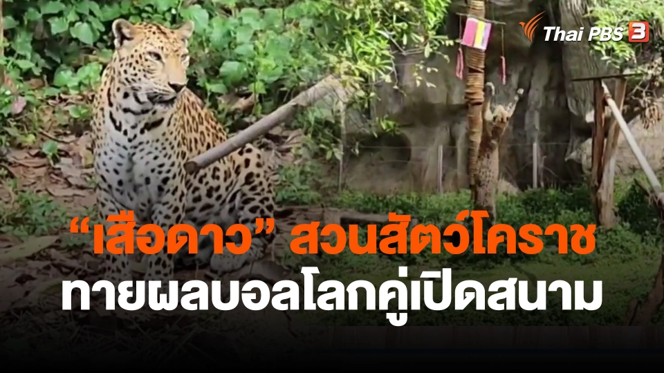 ​"เสือดาว" สวนสัตว์โคราช ทายผลบอลโลกคู่เปิดสนาม