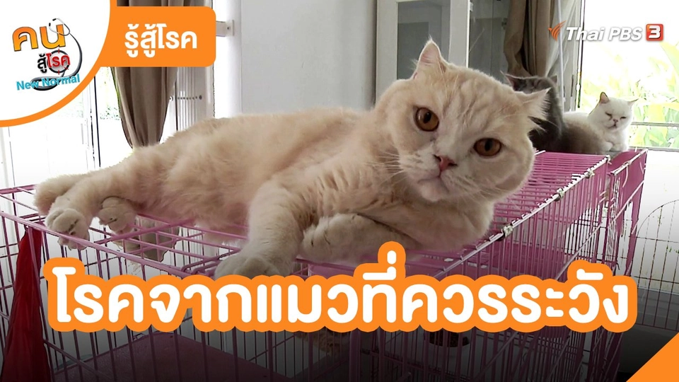 ​รู้สู้โรค : โรคจากแมวที่ควรระวัง