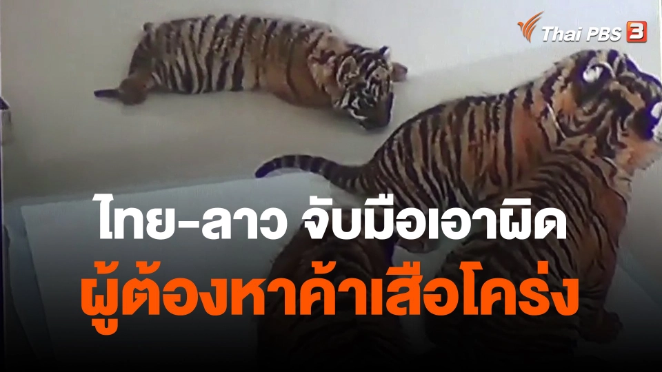 ​ไทย-ลาว จับมือเอาผิดผู้ต้องหาค้าเสือโคร่ง