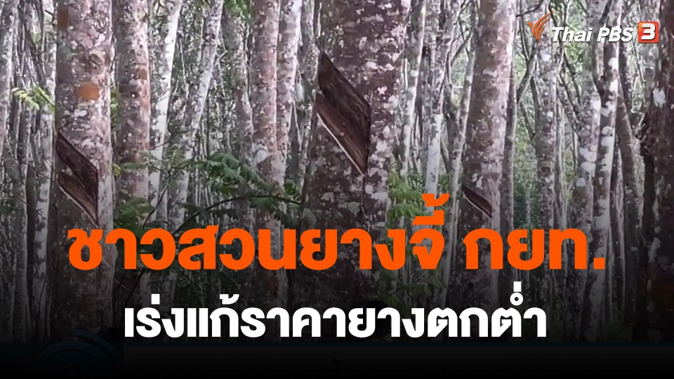 ​กินอยู่รู้รอบ : ชาวสวนยางจี้ กยท.เร่งแก้ราคายางตกต่ำ