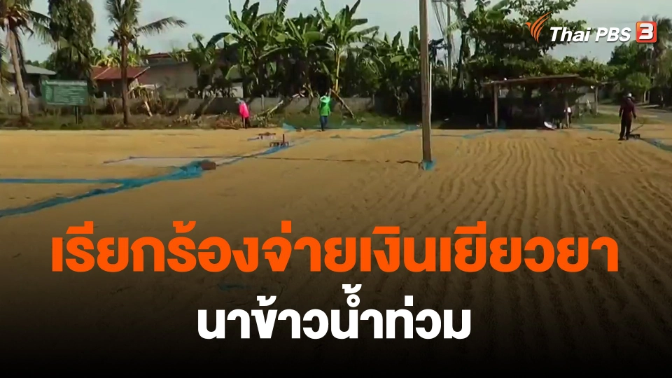 ​กินอยู่รู้รอบ : เรียกร้องจ่ายเงินเยียวยานาข้าวน้ำท่วม