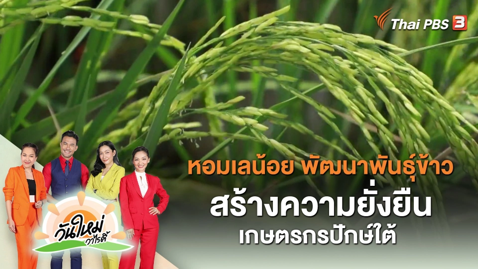 ​ประเด็นสังคม : หอมเลน้อย พัฒนาพันธุ์ข้าว สร้างความยั่งยืนเกษตรกรปักษ์ใต้