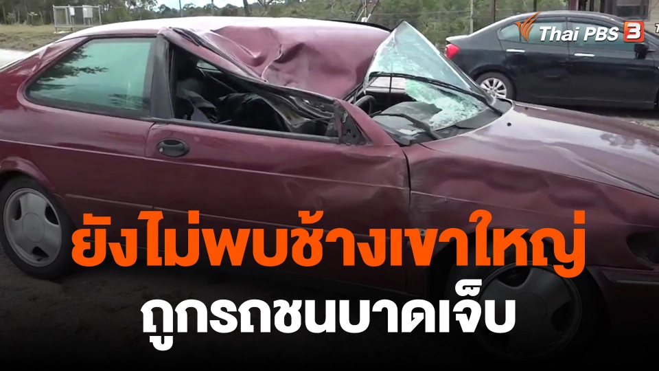 ​ยังไม่พบช้างเขาใหญ่ถูกรถชนบาดเจ็บ