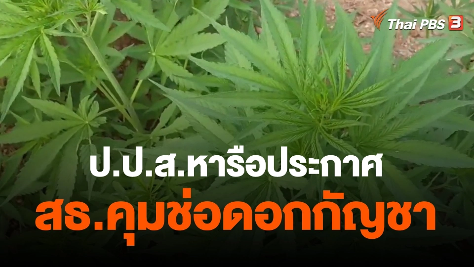 ​ป.ป.ส.หารือประกาศ สธ.คุมช่อดอกกัญชา
