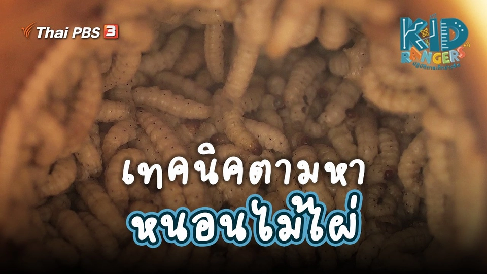 คิดส์เรียนรู้ : เทคนิคตามหาหนอนไม้ไผ่