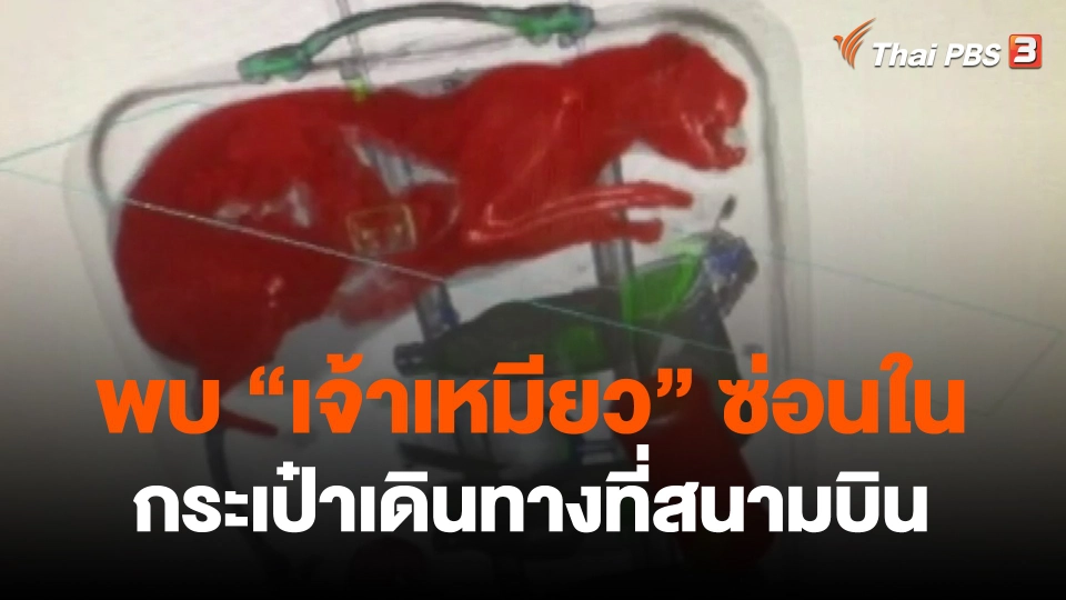 ​พบ "เจ้าเหมียว" ซ่อนในกระเป๋าเดินทางที่สนามบิน