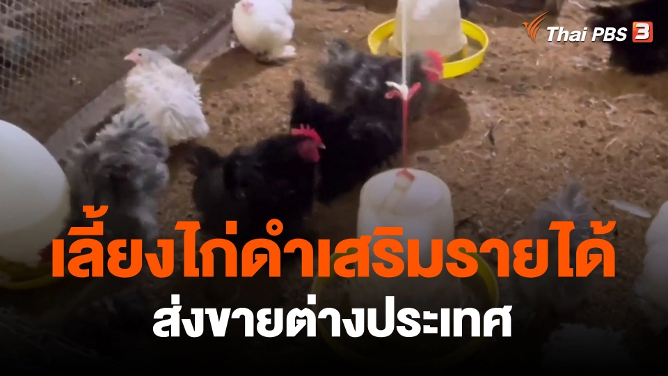 ​กินอยู่รู้รอบ : เลี้ยงไก่ดำเสริมรายได้ส่งขายต่างประเทศ