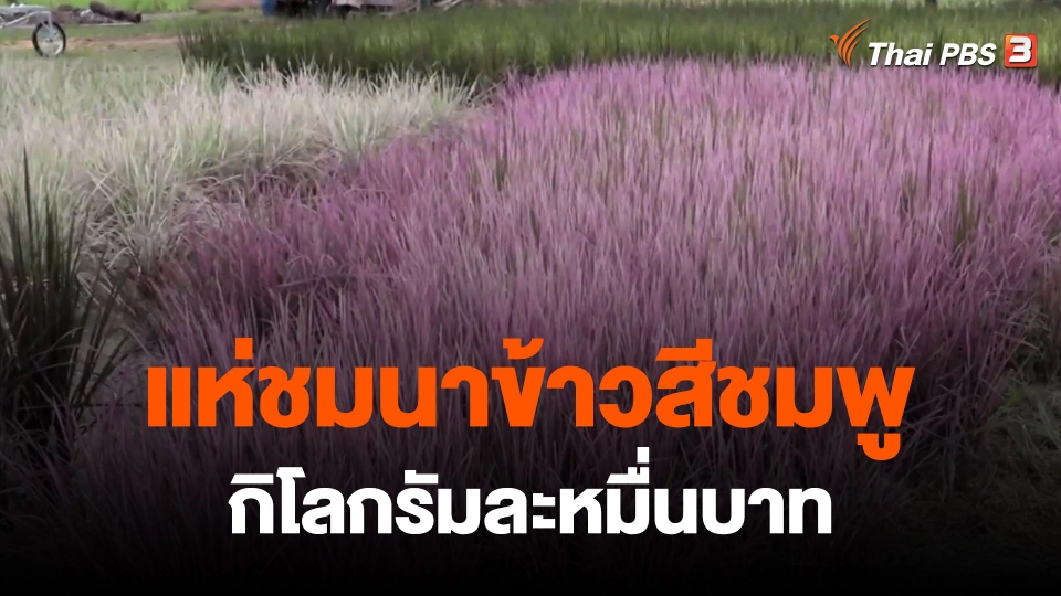 ​กินอยู่รู้รอบ : แห่ชมนาข้าวสีชมพูกิโลกรัมละหมื่นบาท