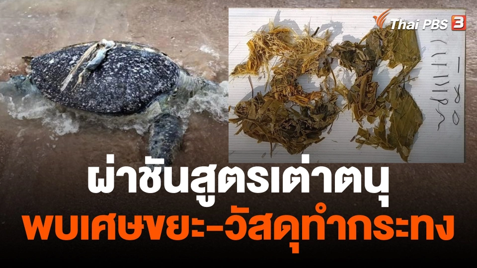 เต่าตนุตายริมหาด พบเศษขยะ-วัสดุทำกระทงเต็มท้อง