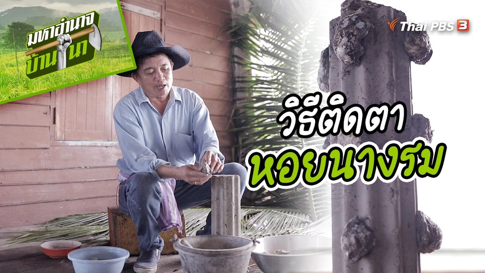 สูตรลับฉบับบ้านนา : วิธีติดตาหอยนางรม