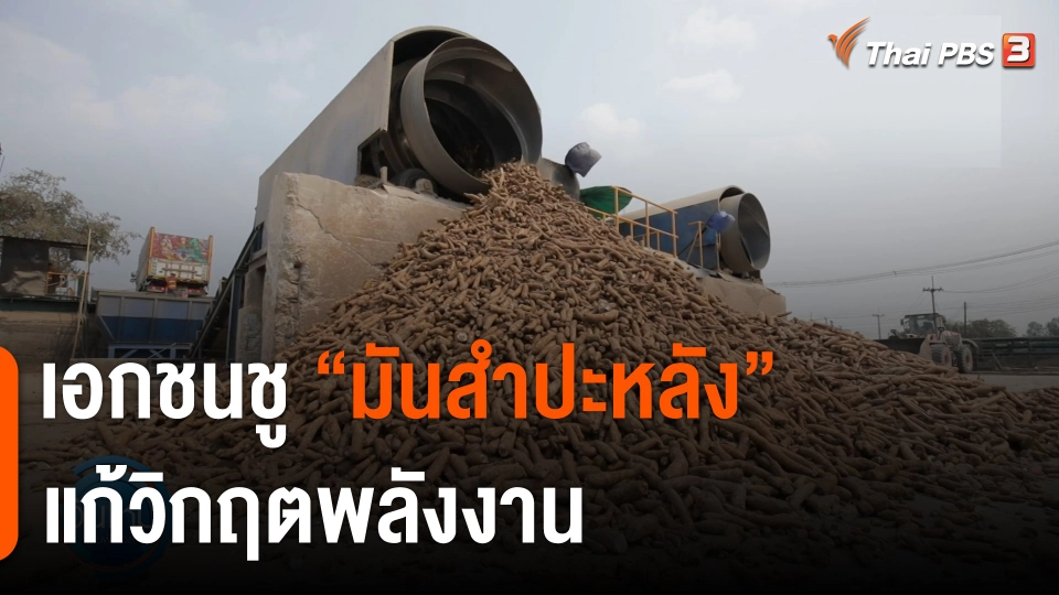 กินอยู่รู้รอบ : เอกชนชู "มันสำปะหลัง" แก้วิกฤตพลังงาน
