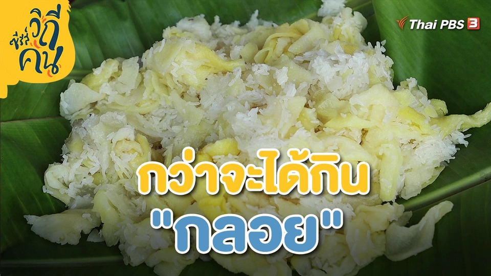 กว่าจะได้กิน "กลอย"