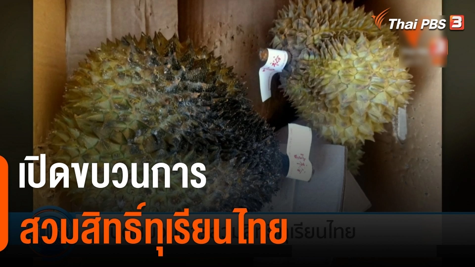 กินอยู่รู้รอบ : เปิดขบวนการสวมสิทธิ์ทุเรียนไทย