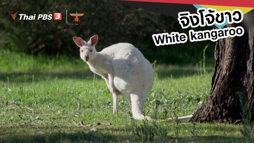 ​เรื่องเล่าการเดินทาง : จิงโจ้ขาว (White kangaroo)