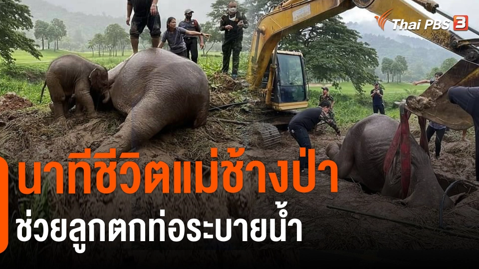 ​นาทีชีวิตแม่ช้างป่าช่วยลูกตกท่อระบายน้ำ