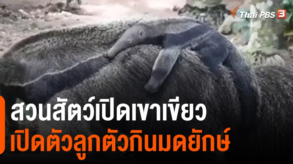 ​สวนสัตว์เปิดเขาเขียวเปิดตัวลูกตัวกินมดยักษ์