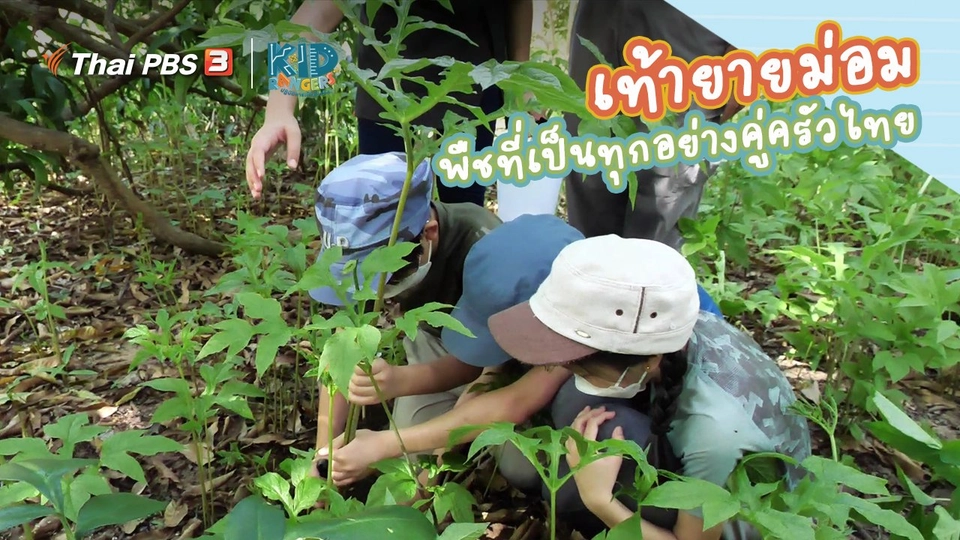 ​คิดส์เรียนรู้ : “เท้ายายม่อม” พืชที่เป็นทุกอย่างคู่ครัวไทย
