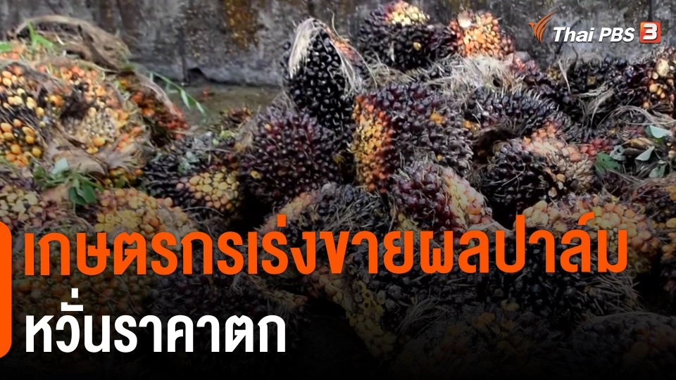 ​กิน อยู่ รู้ รอบ : เกษตรกรเร่งขายผลปาล์มหวั่นราคาตก