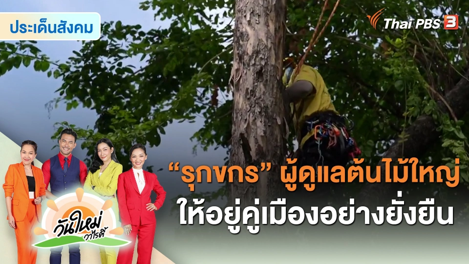 ​ประเด็นสังคม : “รุกขกร” ผู้ดูแลต้นไม้ใหญ่ ให้อยู่คู่เมืองอย่างยั่งยืน