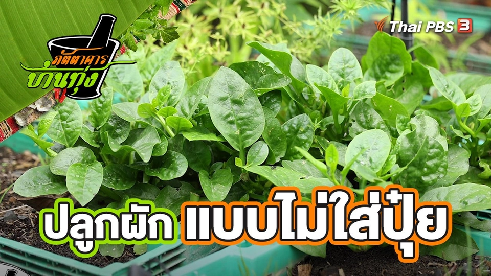 คลิปบ้านทุ่ง : ปลูกผักแบบไม่ต้องใส่ปุ๋ย