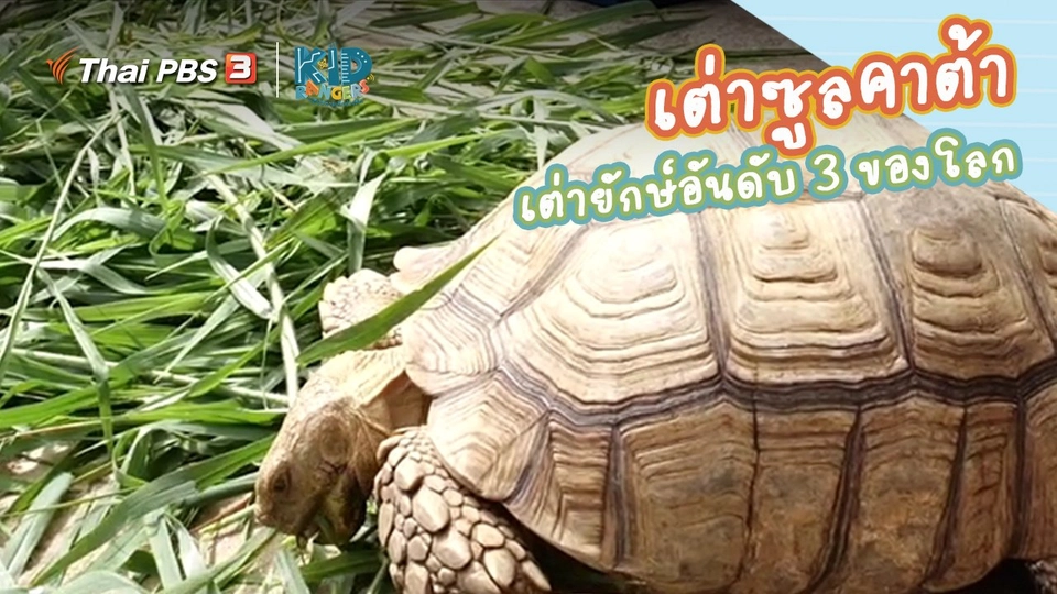 ​คิดส์เรียนรู้ : “เต่าซูลคาต้า” เต่ายักษ์อันดับ 3 ของโลก