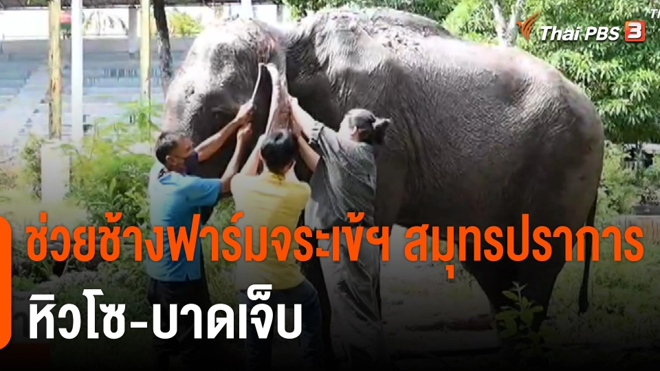 ช่วยช้างฟาร์มจระเข้ฯ สมุทรปราการ "หิวโซ-บาดเจ็บ"