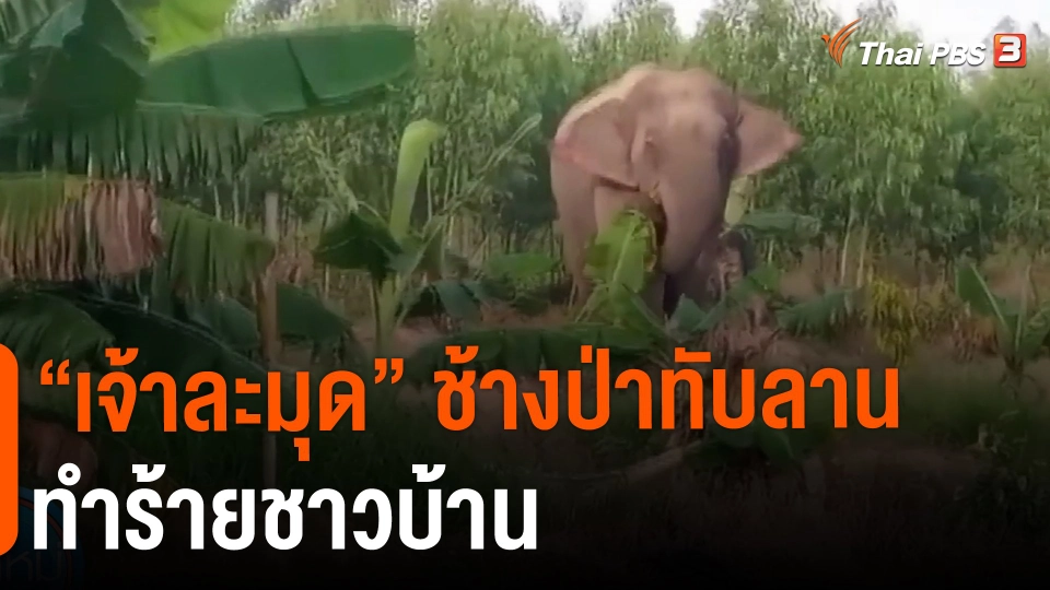 ​"เจ้าละมุด" ช้างป่าทับลานทำร้ายชาวบ้าน