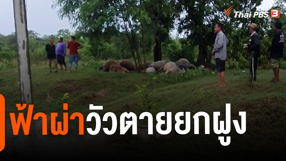 ​ฟ้าผ่าวัวตายยกฝูง