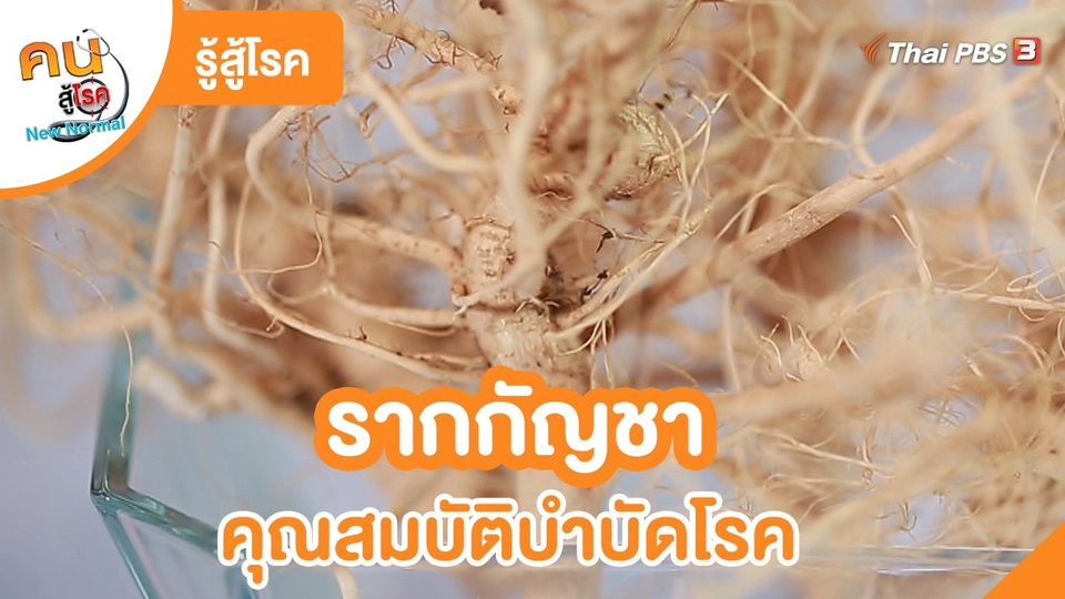 รู้สู้โรค : รากกัญชา คุณสมบัติบำบัดโรค