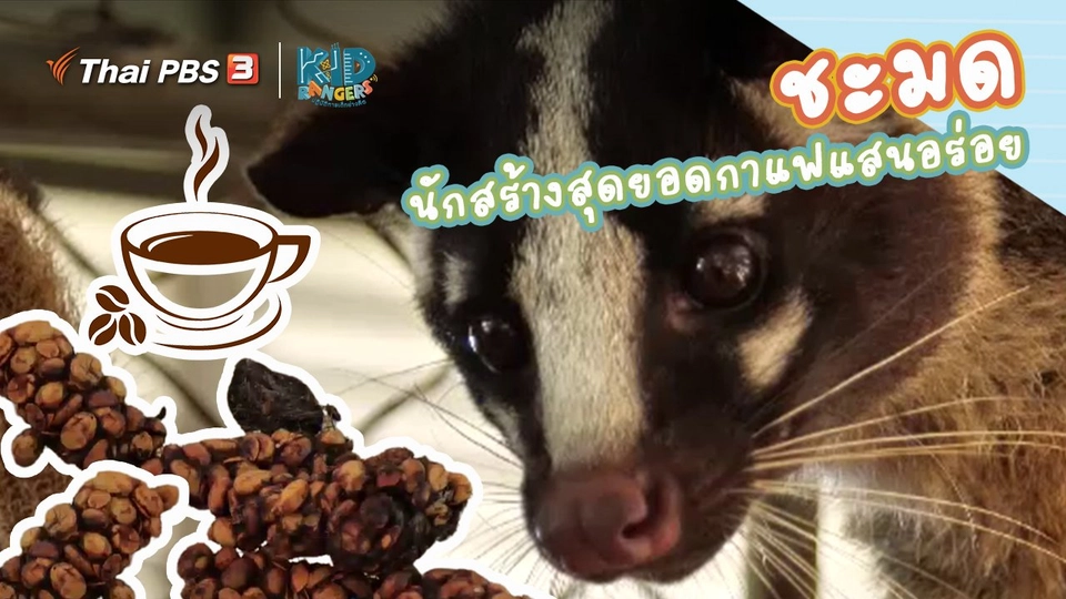 ​คิดส์เรียนรู้ : “ชะมด” นักสร้างสุดยอดกาแฟแสนอร่อย